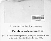 Puccinia melanosora image